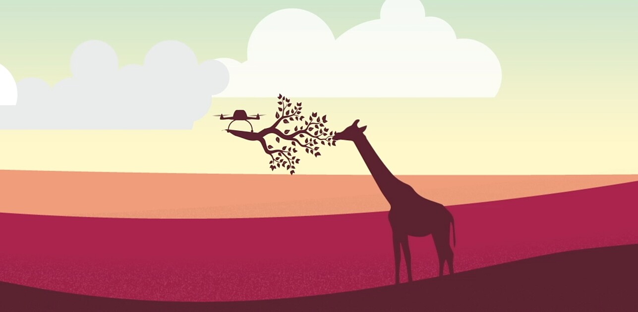 Giraffe reaching up to eat from a branch suspended by a hovering drone.