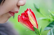 A girl smelling on a flower.