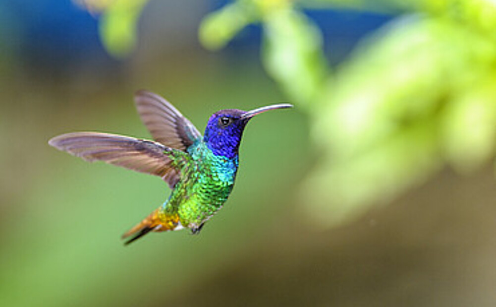 Golden-tailed sapphire hummingbird