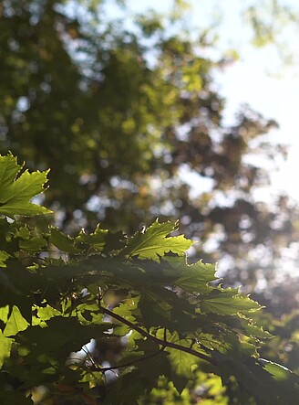 Leaves in sunlight