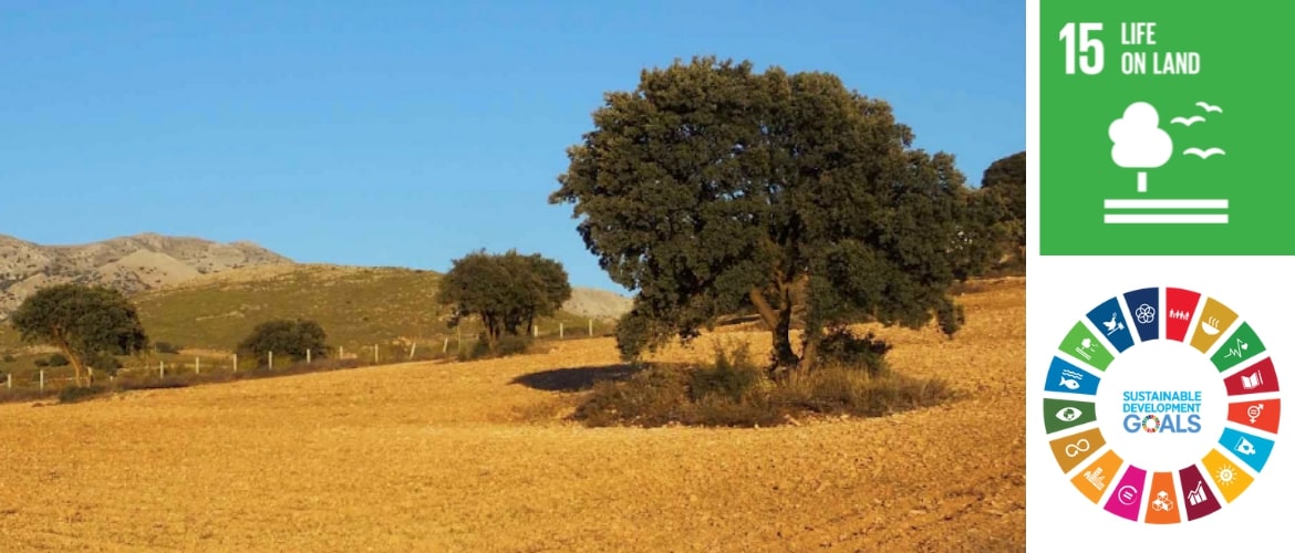 Sustainable finance for land restoration in Spain banner