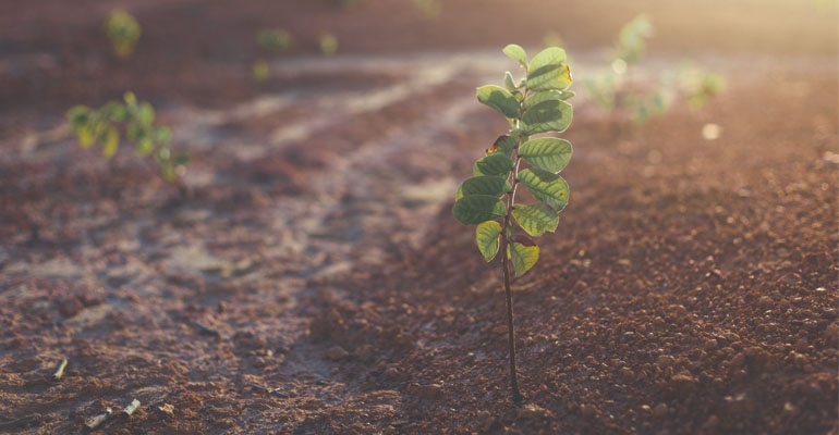 A plant growing