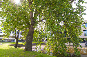 Trees in Erasmus University campus