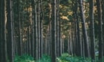 An image of a forest