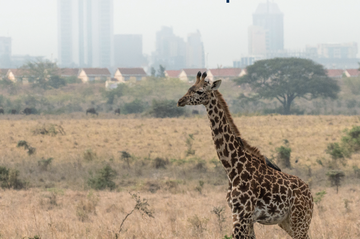 A giraffe in the middle of a grassland