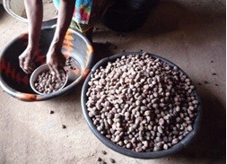 Partnership helps African shea nut producers supply to the cosmetics industry