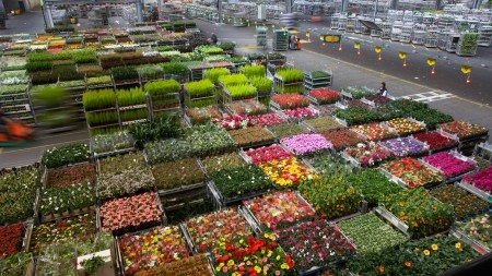 iFlow: working on smarter decisions in the day trading of floriculture products /strengthening pricing in day trading