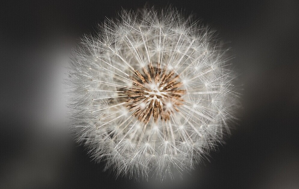 dandelion