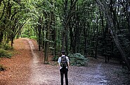 A picture shows a man in the forest making decision about which path to choose