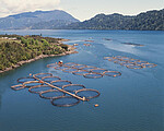Rabobank and WWF (A):  A Pioneering Partnership for Sustainable Salmon Farming cover