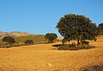 Sustainable Finance for Landscape Restoration in Spain cover