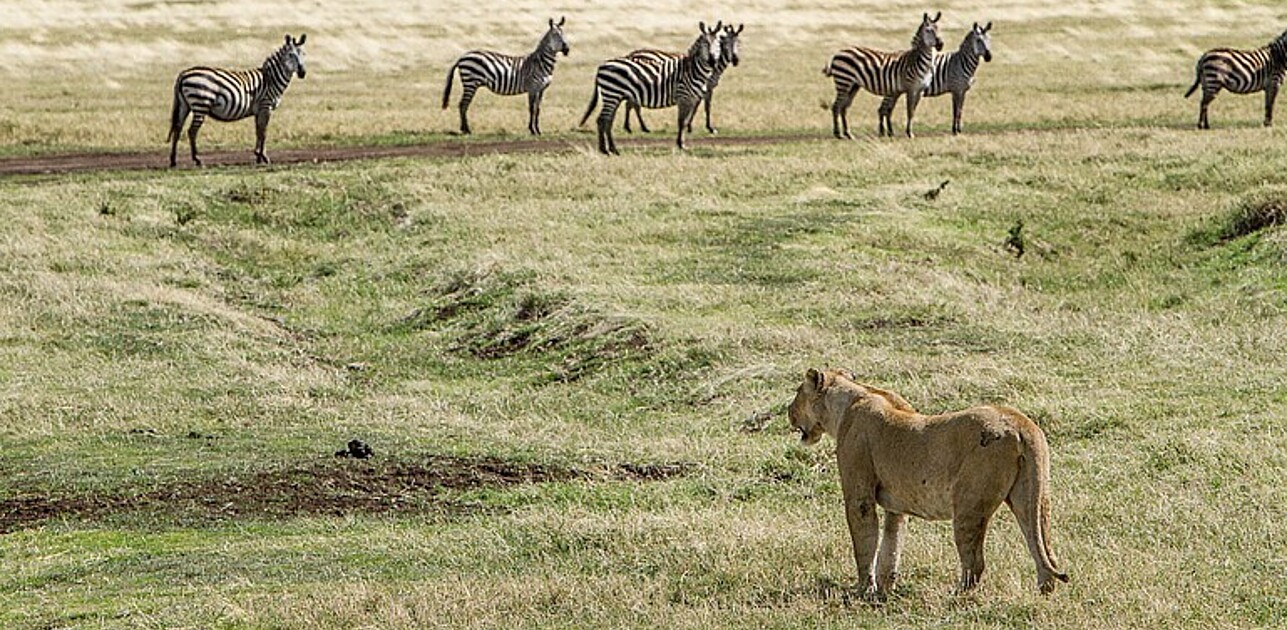 Lion observing zebras in steppe. 