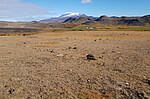 From Bare to Birch: Large-Scale Ecosystem Restoration in Iceland cover