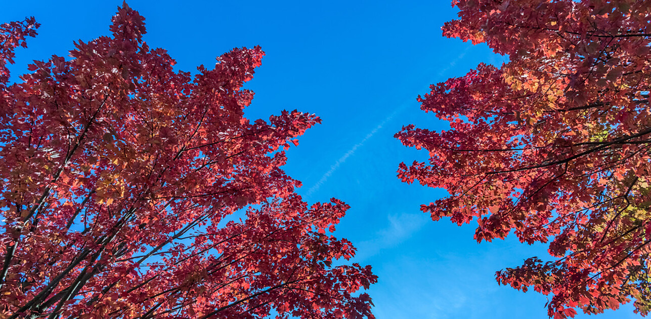 Autumn leaves