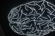 a brain is shown