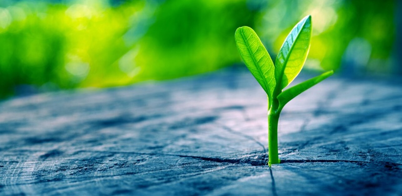 A leaf growing through a tree