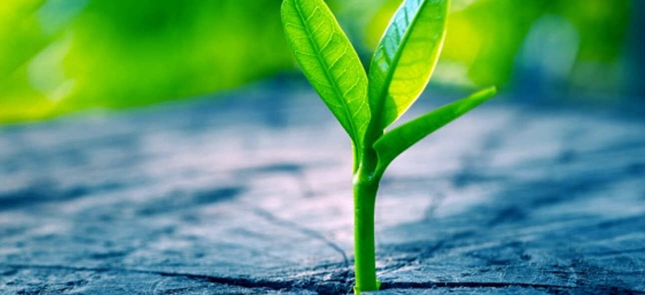 Plant growing from the soil