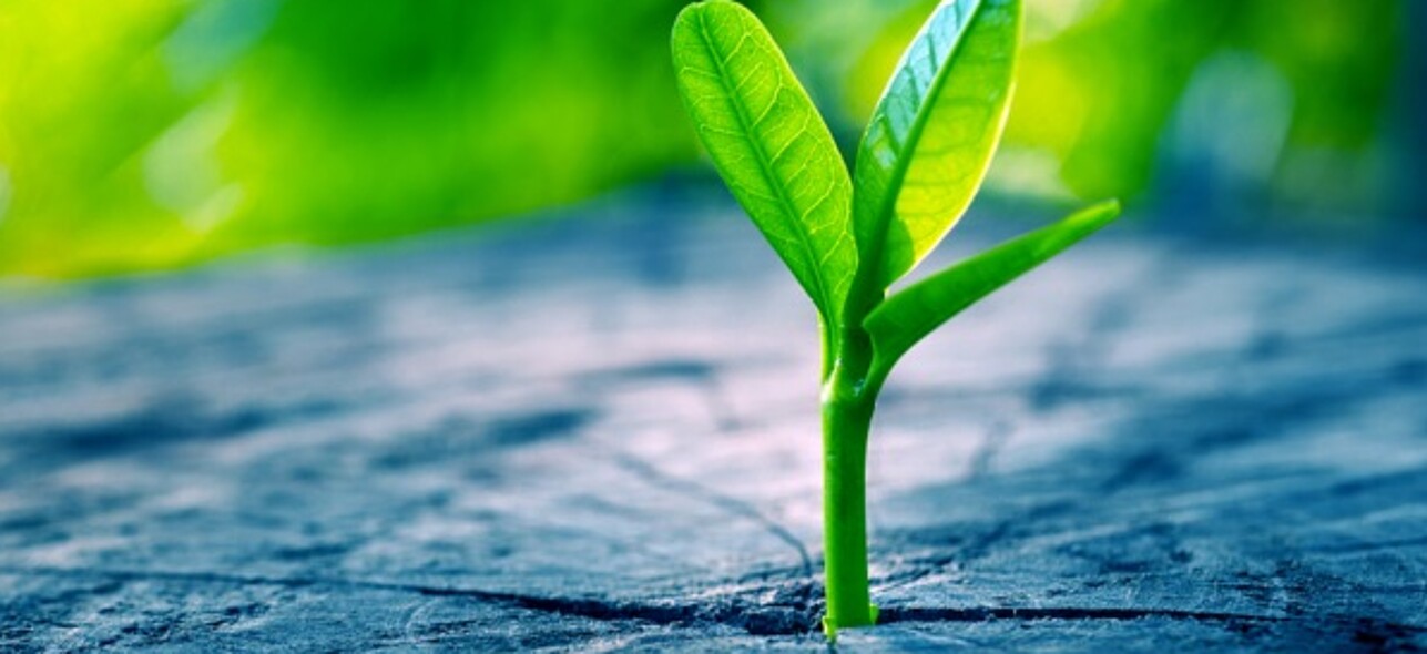 Plant growing from soil
