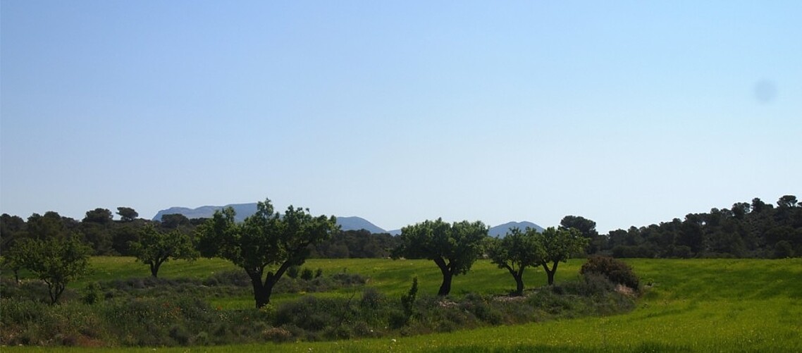 Diversification combines almond trees, cereals and hunting at Alhagüeces farm Zarzadilla de Totana, Spain © Carolina B.