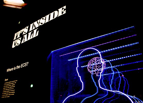 Professional investors’ brain activity signals stock market success