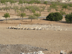 Sheep land erosion