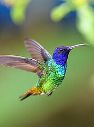 Golden-tailed Sapphire Hummingbird