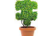 A plant with a puzzle piece shape