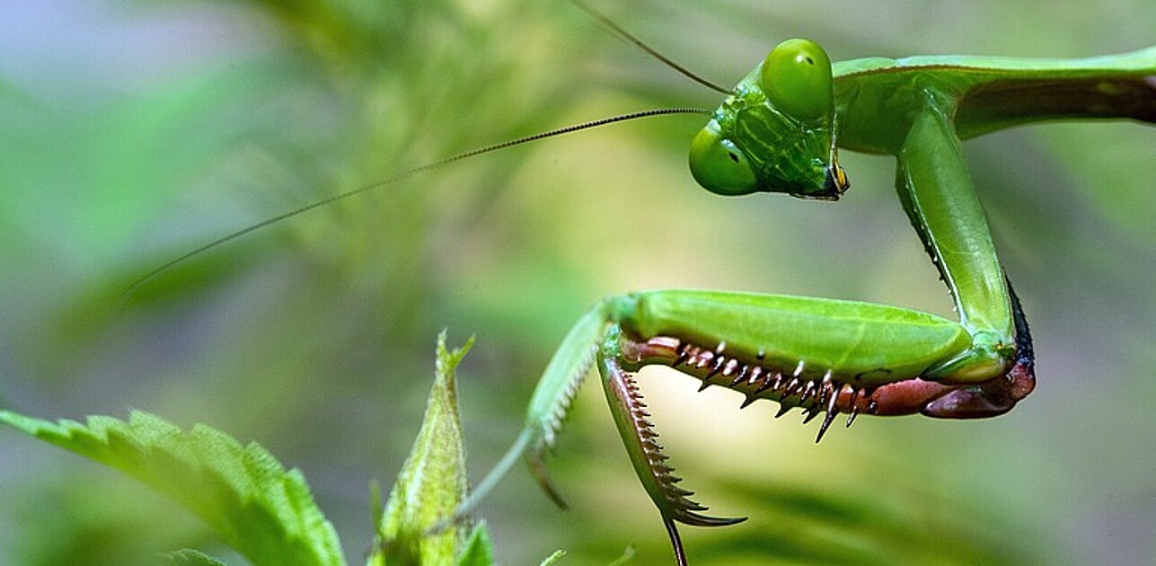 Praying mantis