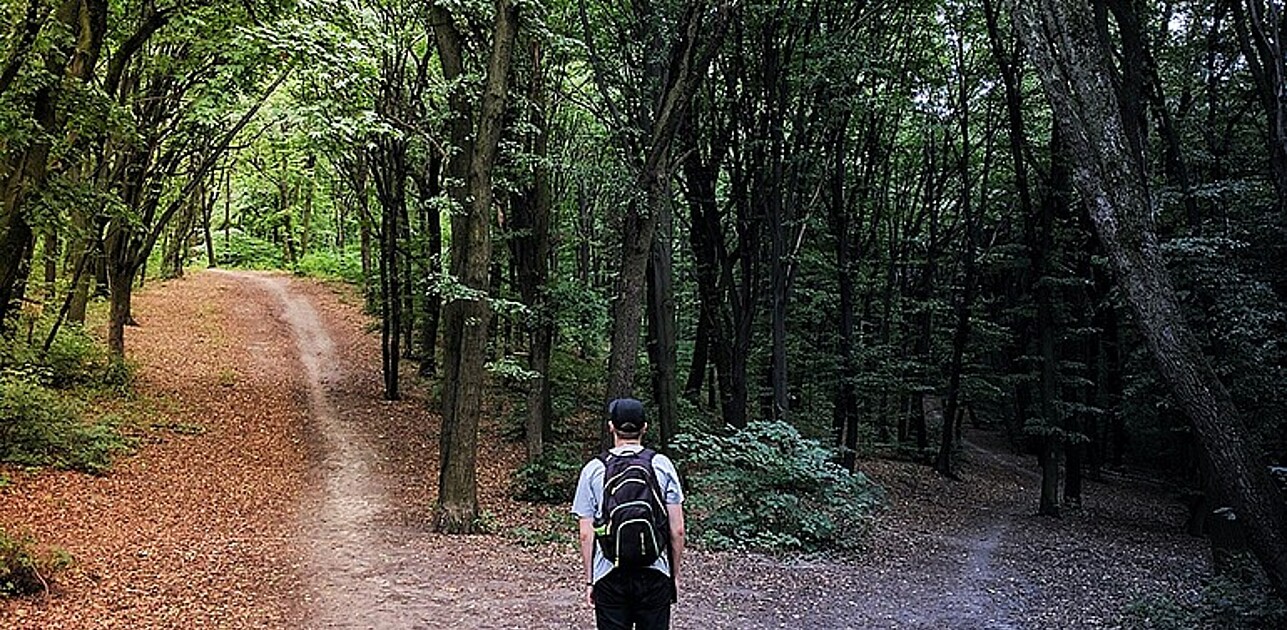 Crossway in forest.