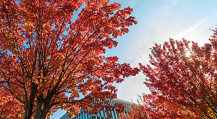 Campus Autumn