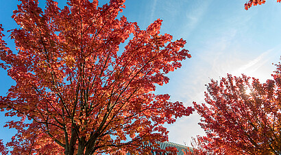 Fall leaves against a blue sky