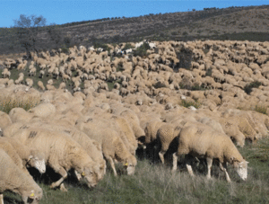 Spain sheep