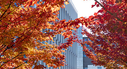 Autumn leaves in front of campus building