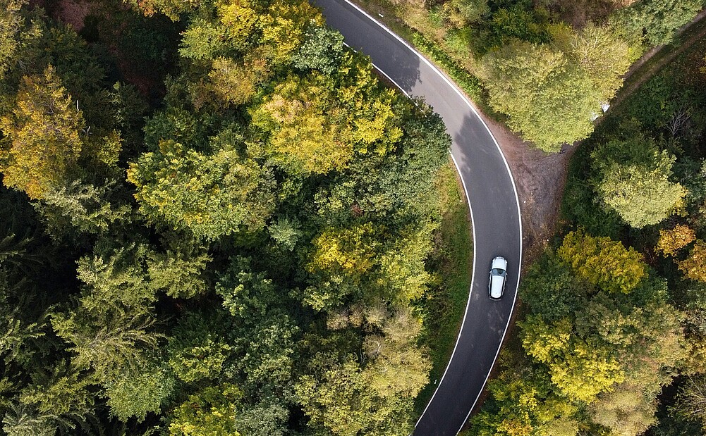 Trees from above